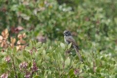 Passerella iliaca brevicauda