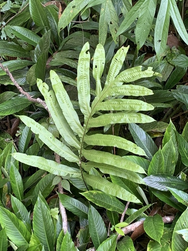 Microsorum membranifolium observed 2026-08-06