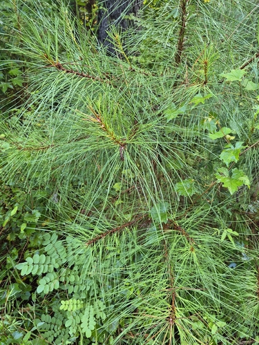 loblolly pine