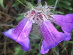 Penstemon gormanii