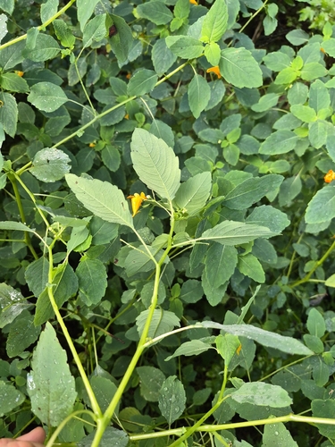 common jewelweed