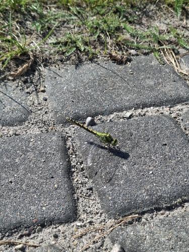 Green Snaketail