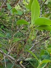 Rhododendron macrophyllum
