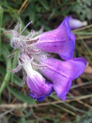 Penstemon gormanii