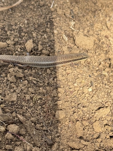 Ragazzi's Bronze Skink