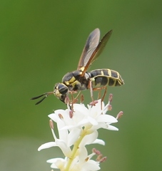 Hoplitimyia constans