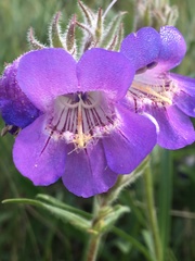 Penstemon gormanii