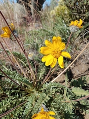 Balsamorhiza rosea