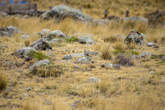 Muscisaxicola rufivertex