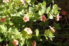 Lysimachia arvensis