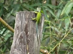 Sceloporus hondurensis