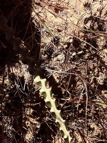 Haemanthus crispus