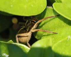 Tasmanicosa godeffroyi
