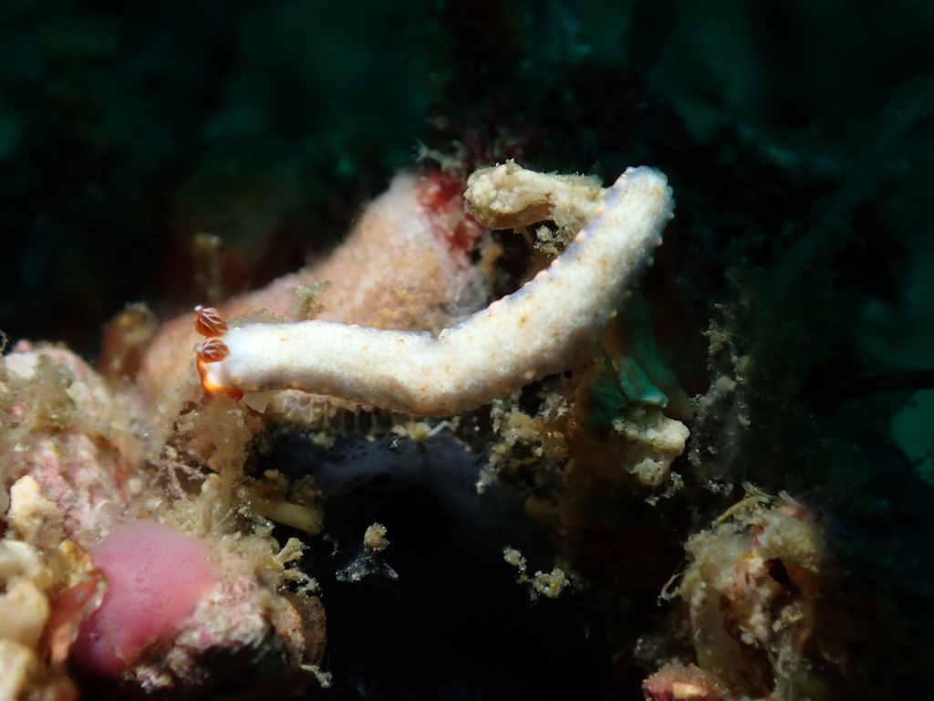 Dermatobranchus funiculus