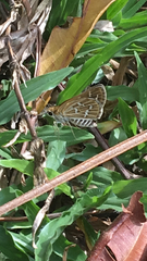 Taractrocera maevius