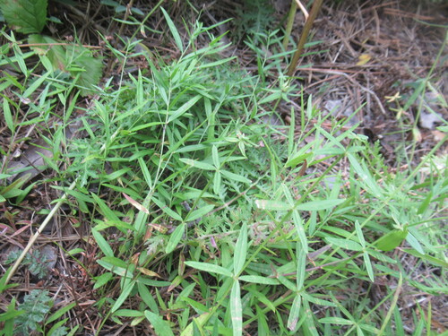 Polygala sibirica observed 2026-08-14