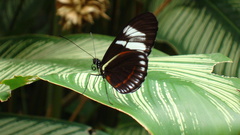 Heliconius cydno