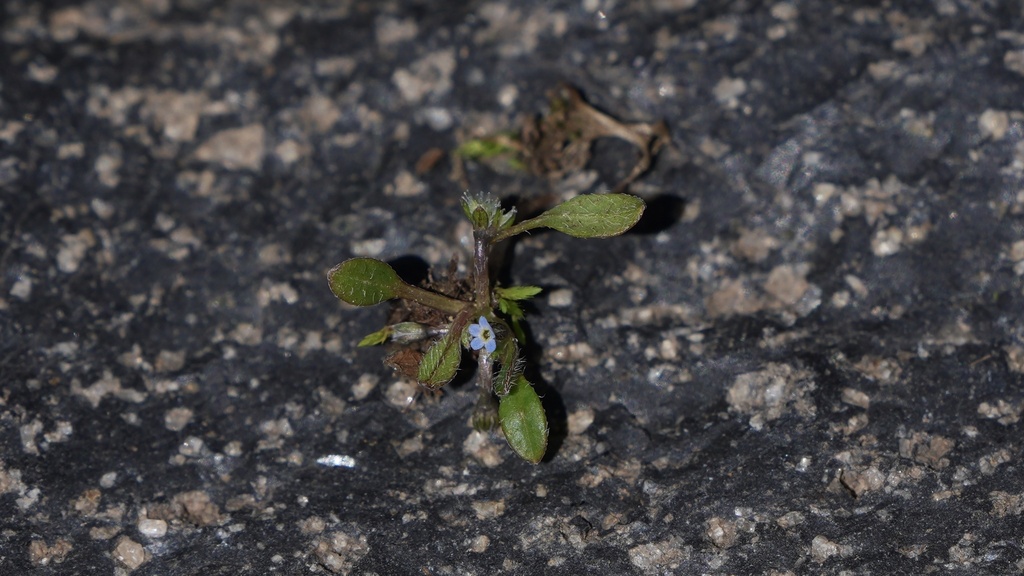 Actinocarya