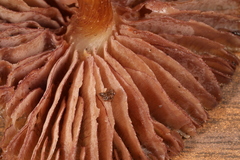 Mycena rutilantiformis