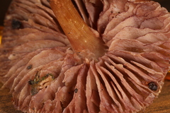 Mycena rutilantiformis