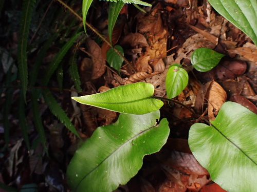 Diplazium cordifolium observed 2026-08-10