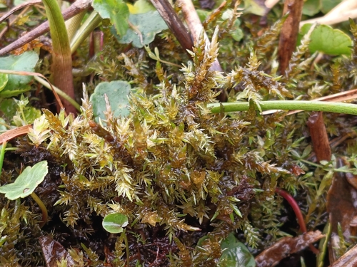 Calliergon giganteum observed 2026-08-19