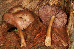 Mycena rutilantiformis