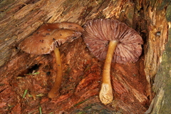 Mycena rutilantiformis