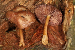 Mycena rutilantiformis