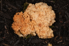 Tremellomycetes