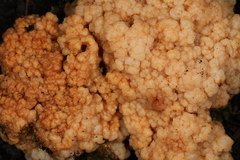 Tremellomycetes