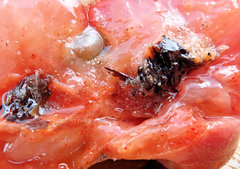 Aplousobranchia