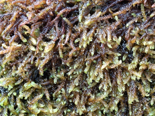 Hygrohypnella ochracea observed 2026-08-19