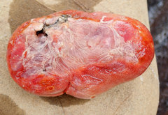 Aplousobranchia