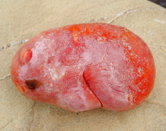 Aplousobranchia
