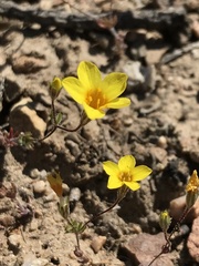 Leptosiphon chrysanthus