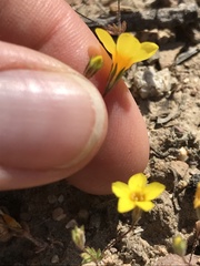 Leptosiphon chrysanthus