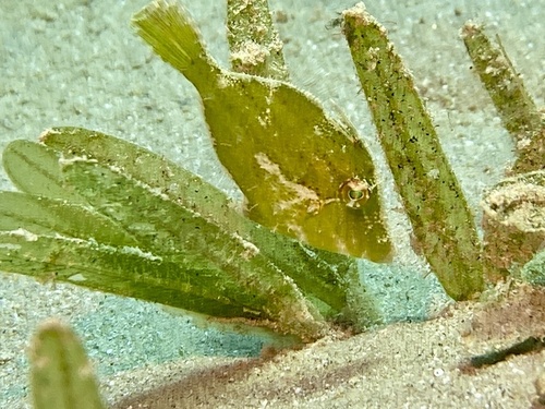 Threadfin filefish (Paramonacanthus nematophorus) — Monacanthidae — 4