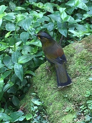 Liocichla steerii