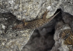 Tarentola americana
