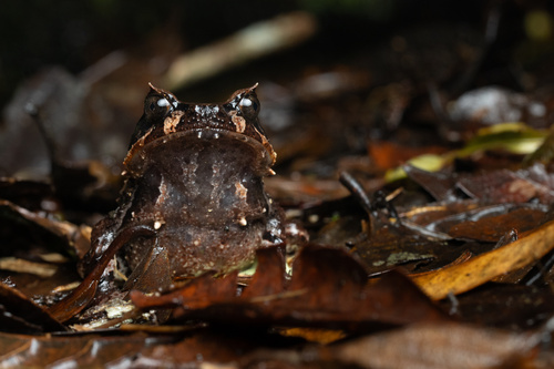 Kinabalu Horned Frog