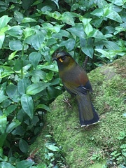 Liocichla steerii