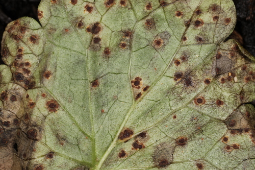 ground ivy rust