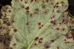 Puccinia glechomatis