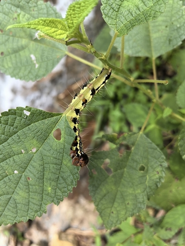 Ramie Moth