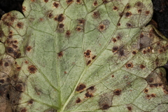 Puccinia glechomatis