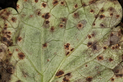 Puccinia glechomatis