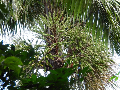 Satakentia liukiuensis