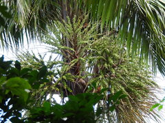 Satakentia liukiuensis