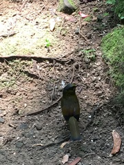 Liocichla steerii
